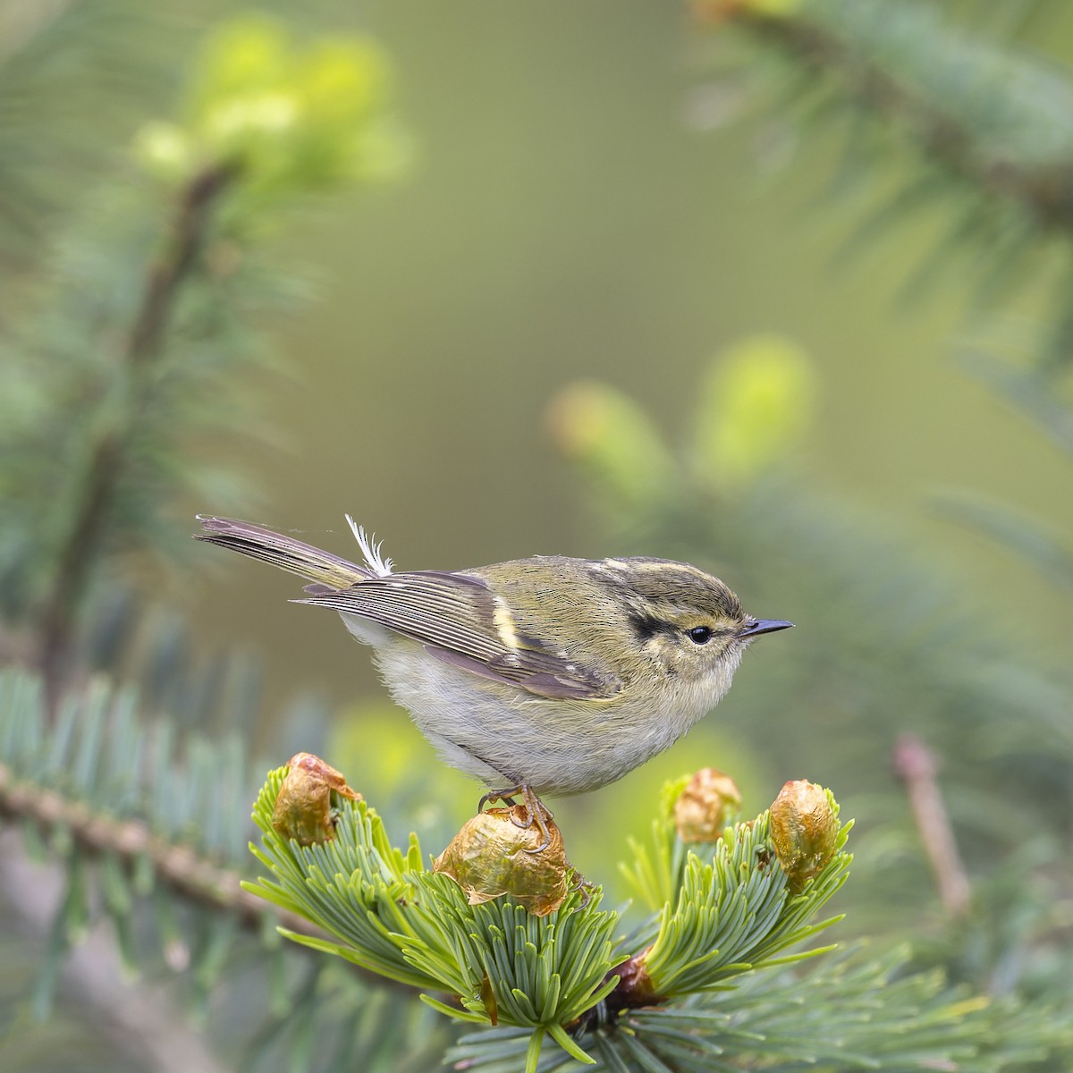 Buff-barred Warbler - ML638053718