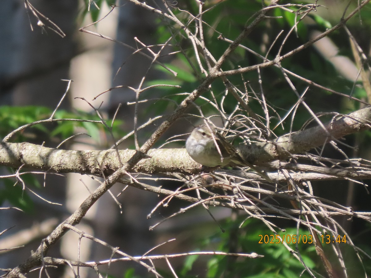 Japanese Bush Warbler - ML638053739