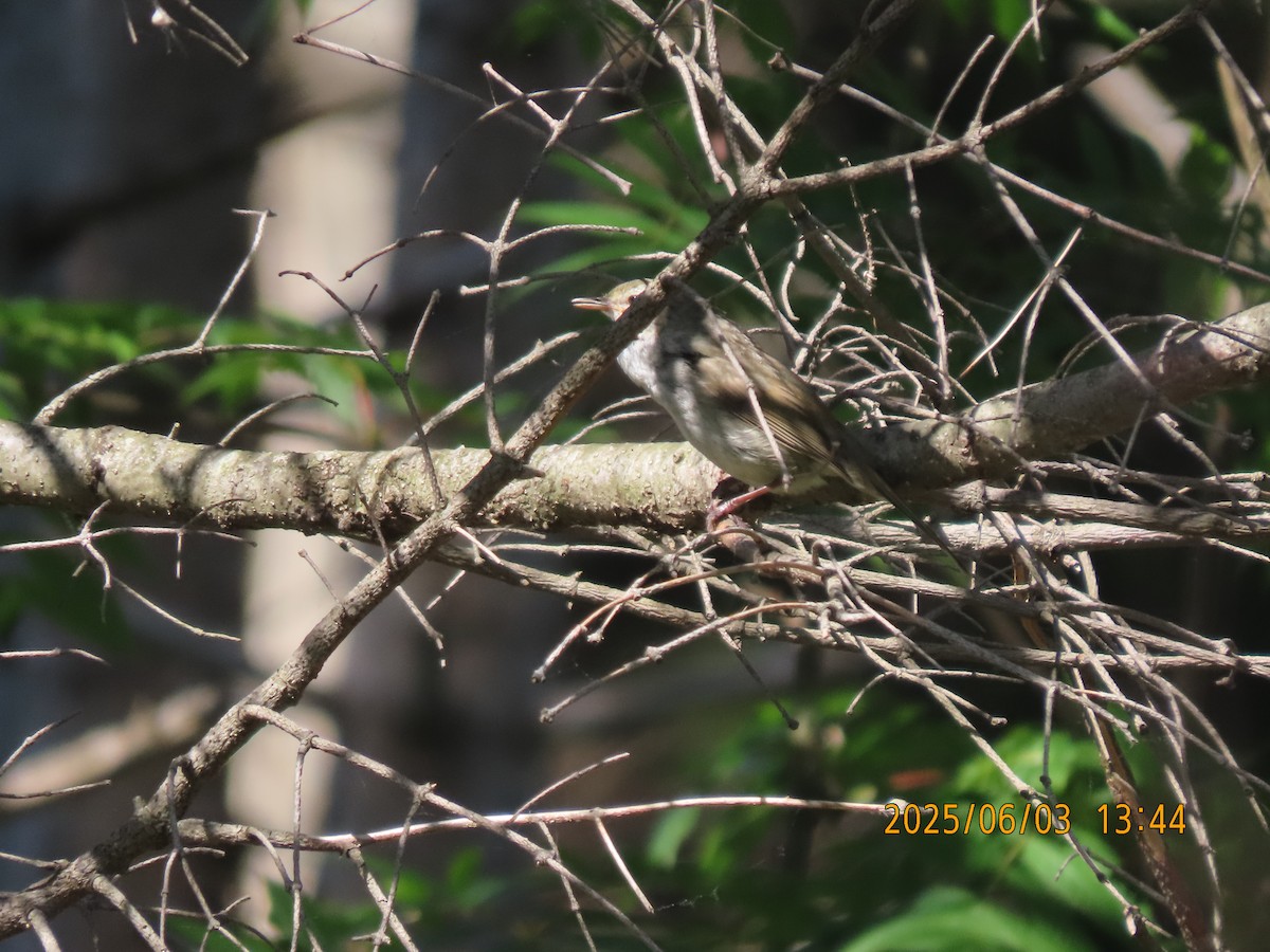 Japanese Bush Warbler - ML638053740