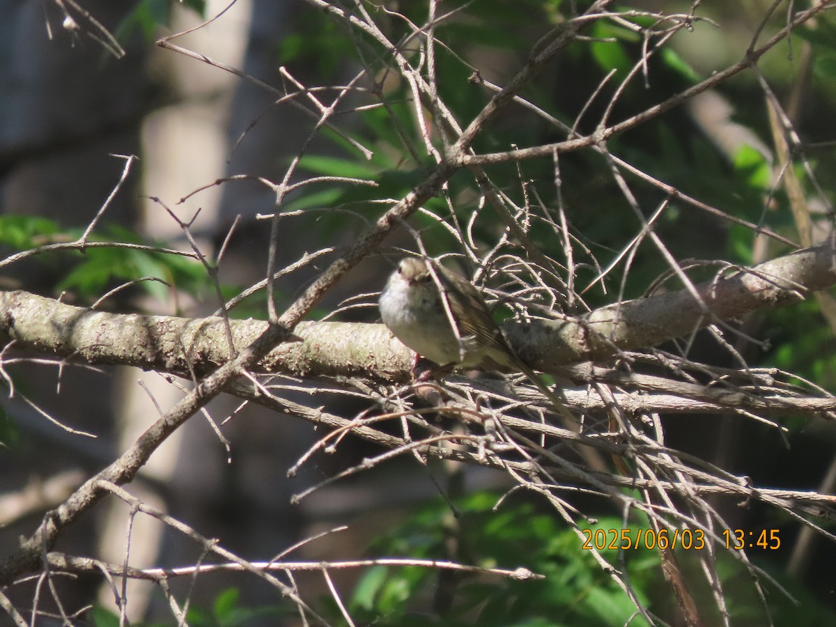 Japanese Bush Warbler - ML638053741