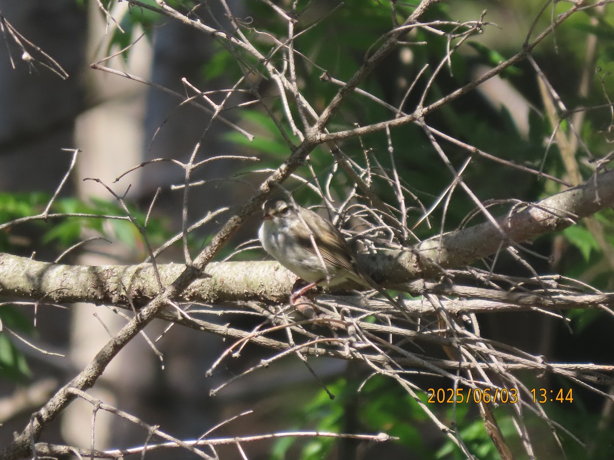Japanese Bush Warbler - ML638053742