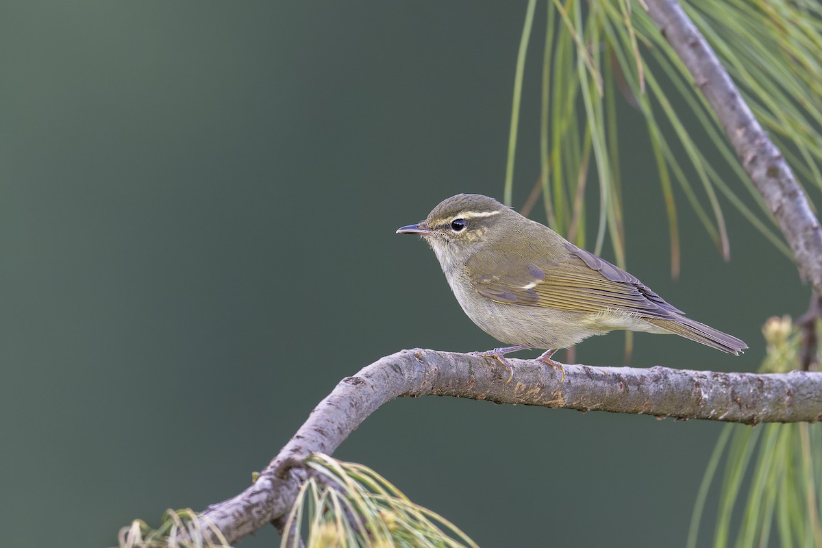 Large-billed Leaf Warbler - ML638053744