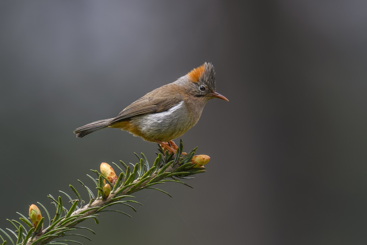 Rufous-vented Yuhina - ML638053748