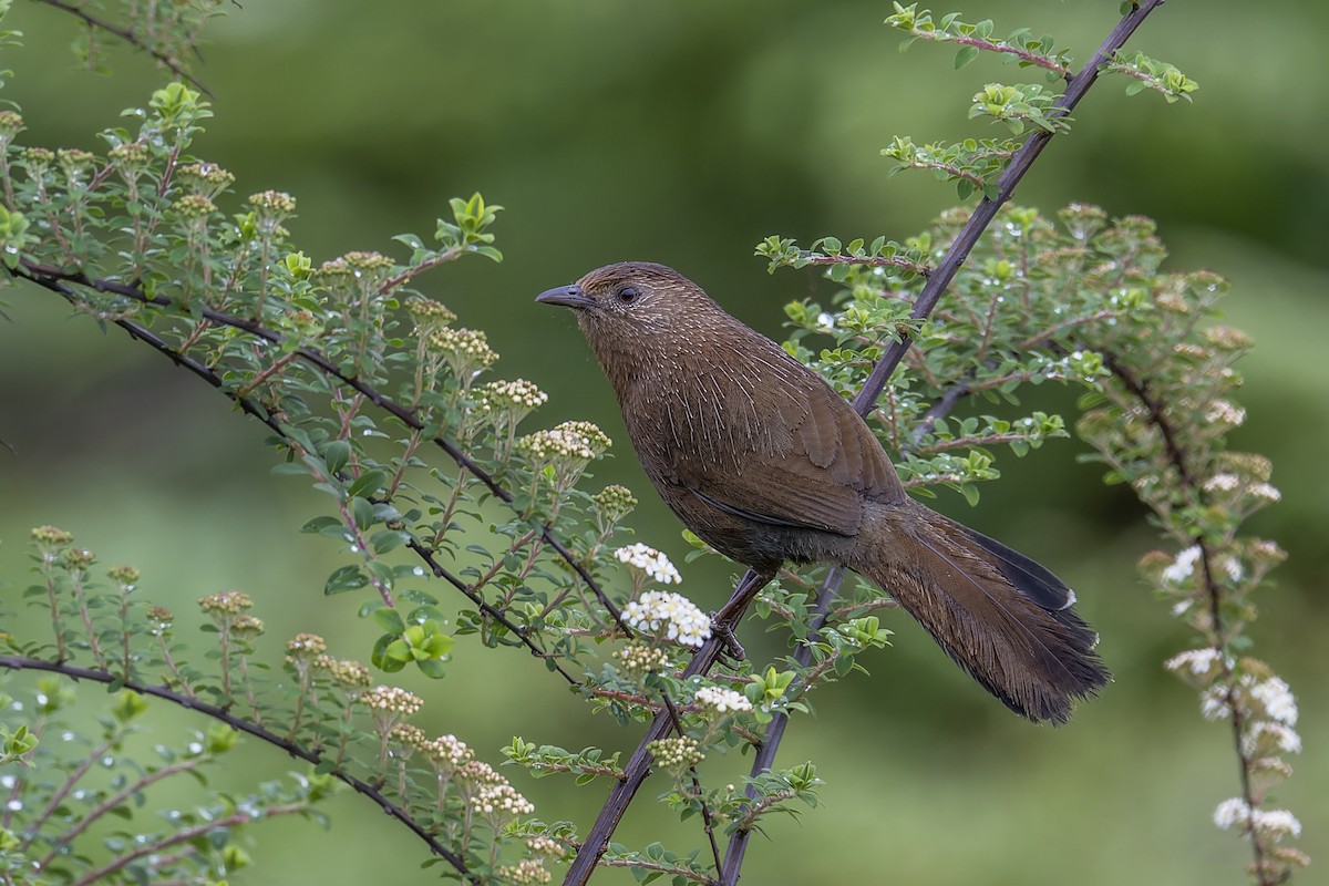 Bhutan Laughingthrush - ML638053752