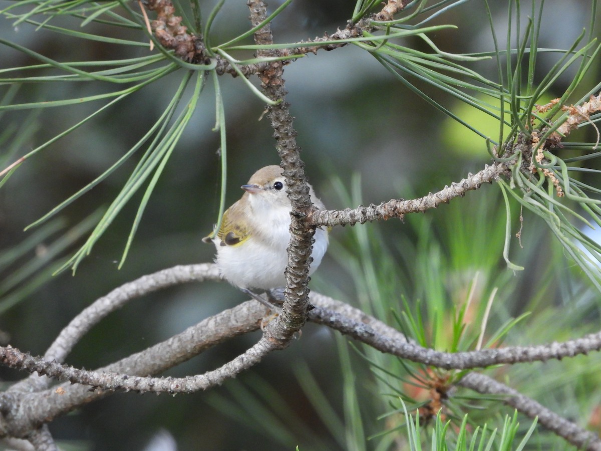 Western Bonelli's Warbler - ML638053755