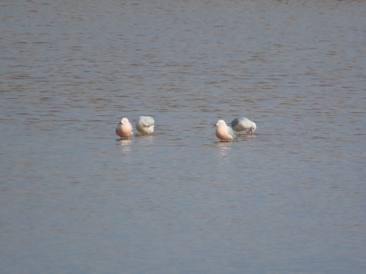 Slender-billed Gull - ML638053764