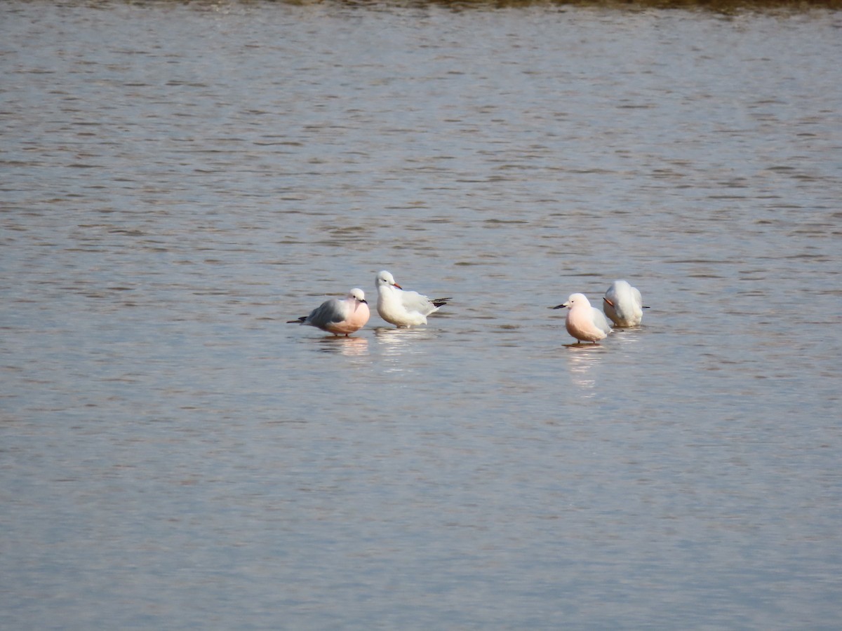 Slender-billed Gull - ML638053765