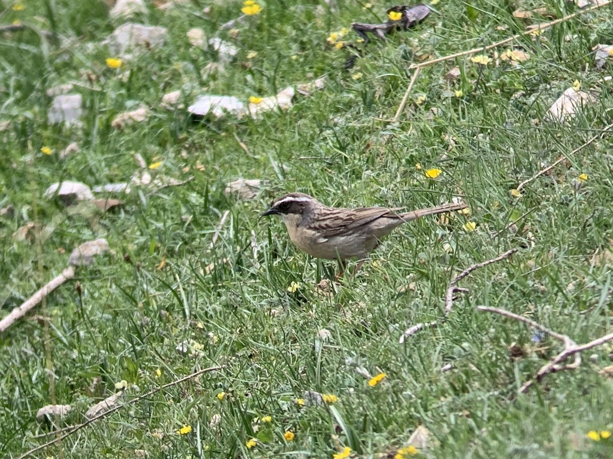 Brown Accentor - ML638053773