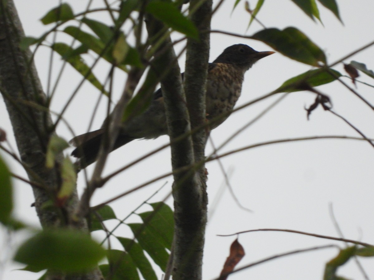 Plumbeous-backed Thrush - ML638053776