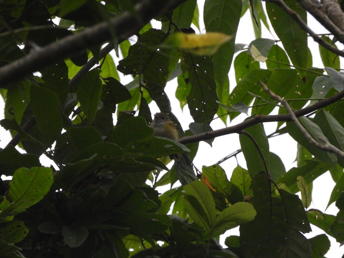 Lesser Greenlet - ML638053788