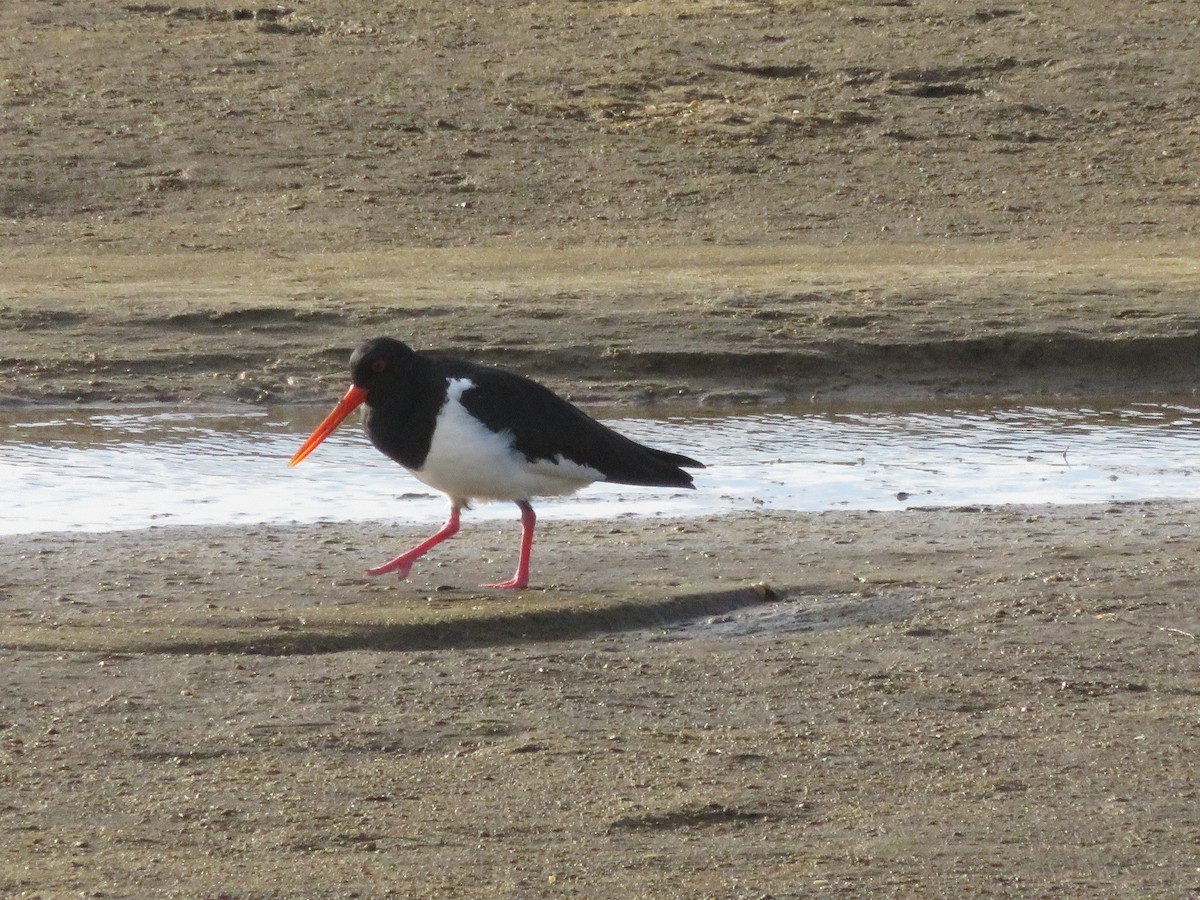 South Island Oystercatcher - ML638053789