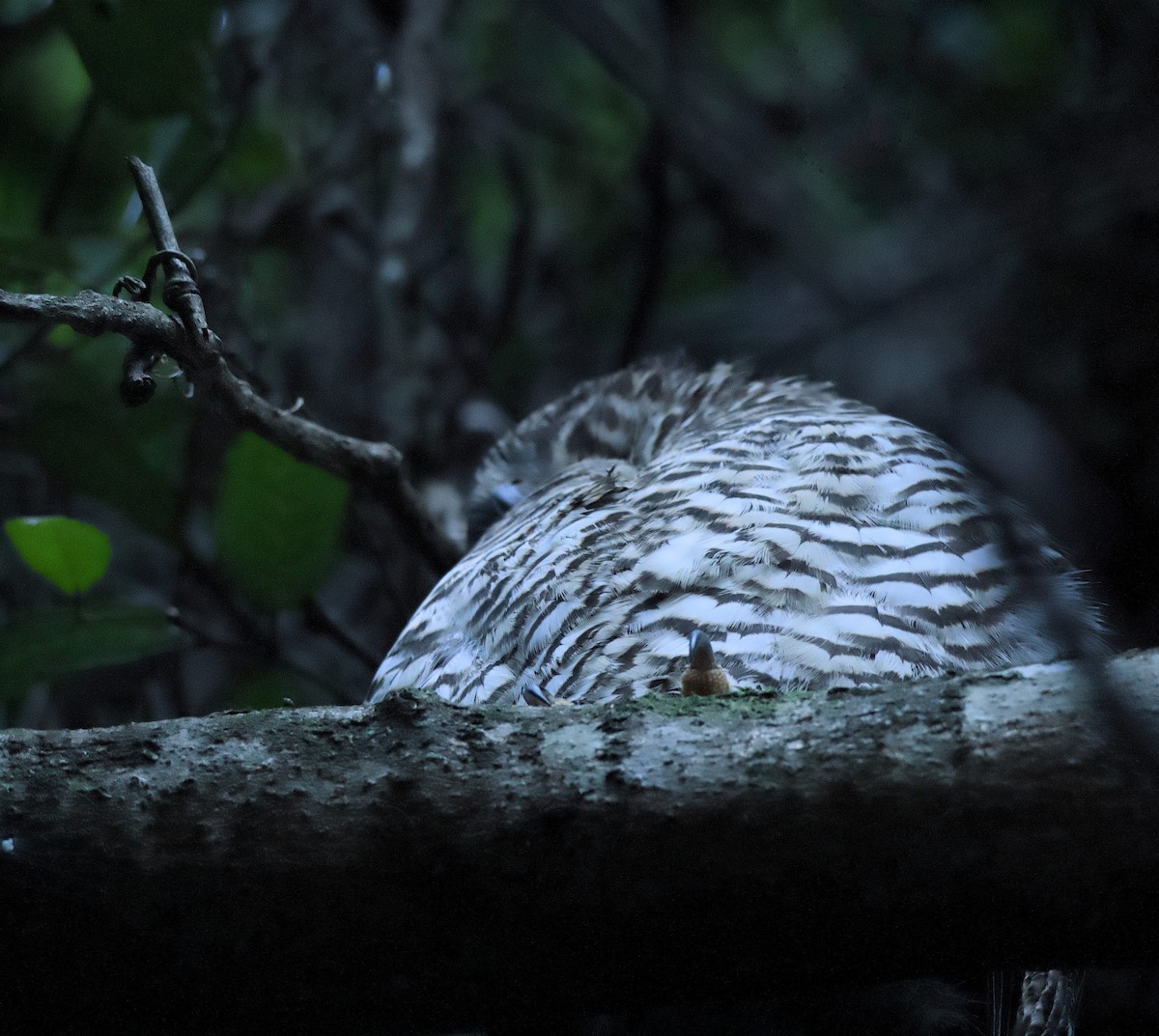 Powerful Owl - ML638053790
