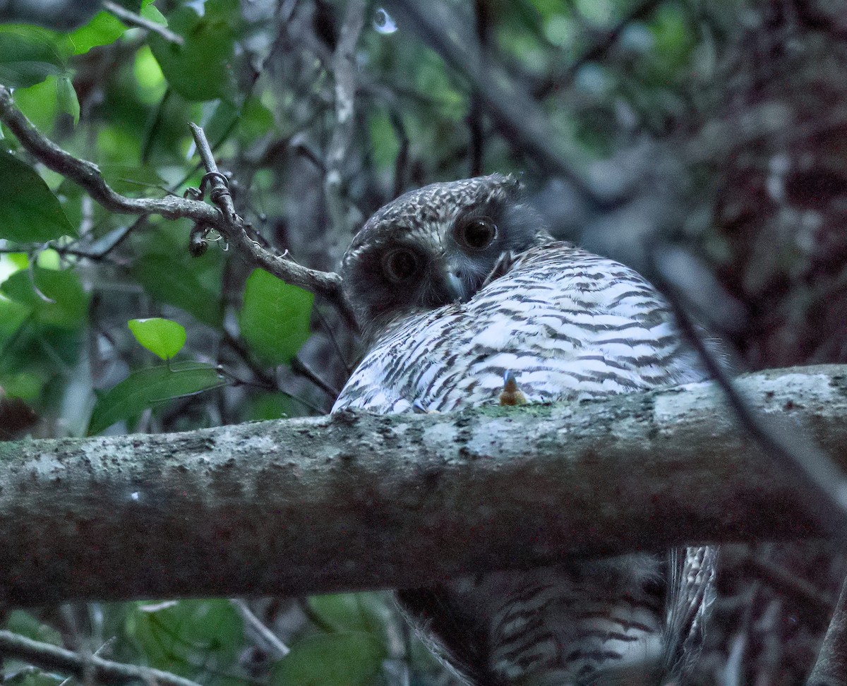 Powerful Owl - ML638053791