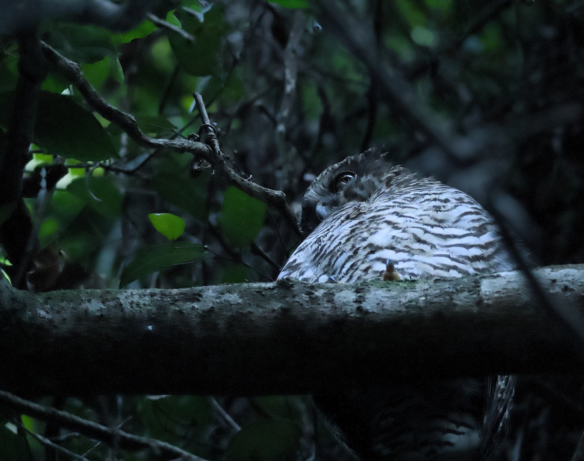 Powerful Owl - ML638053793