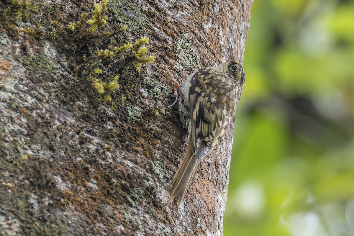 Rusty-flanked Treecreeper - ML638053798
