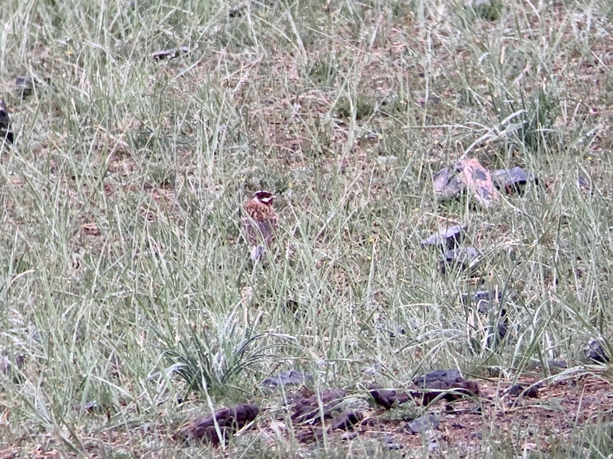 Pine Bunting - ML638053804