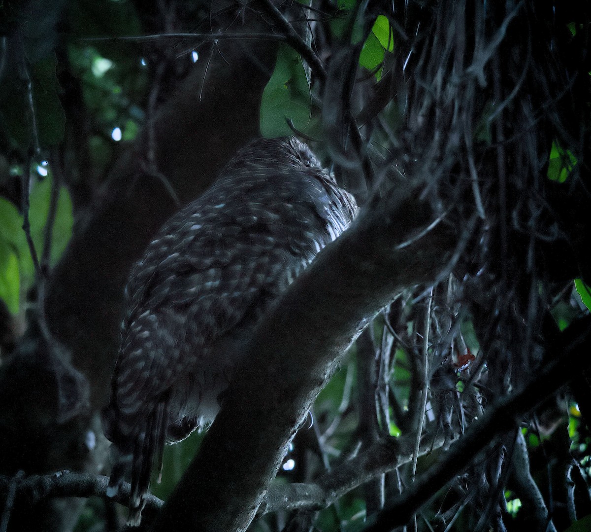 Powerful Owl - ML638053805