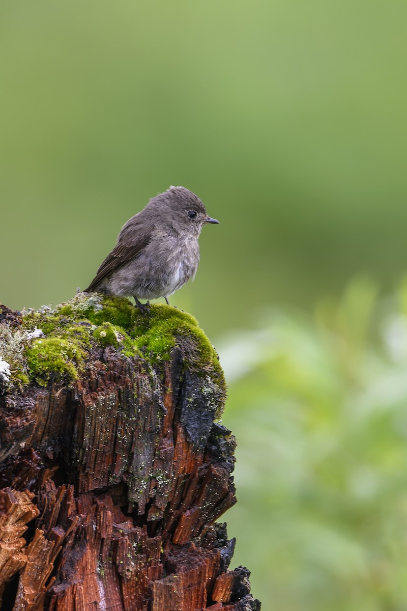 Dark-sided Flycatcher - ML638053806
