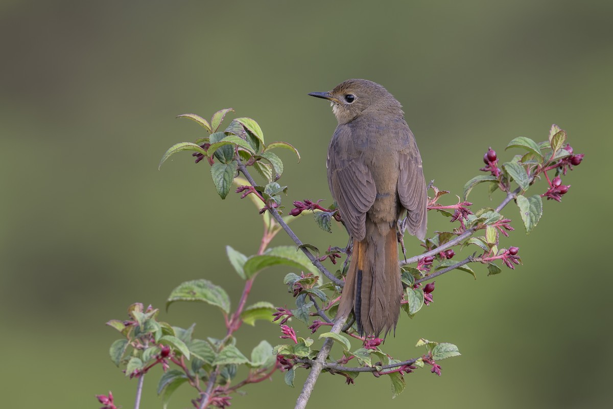 White-bellied Redstart - ML638053809