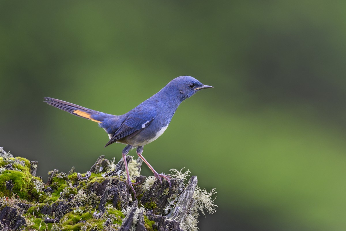 White-bellied Redstart - ML638053810