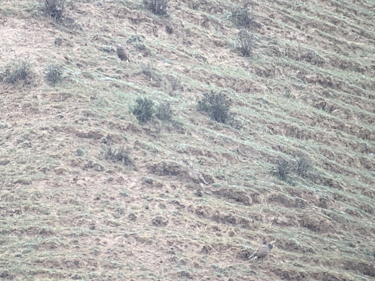 Himalayan Snowcock - ML638053820