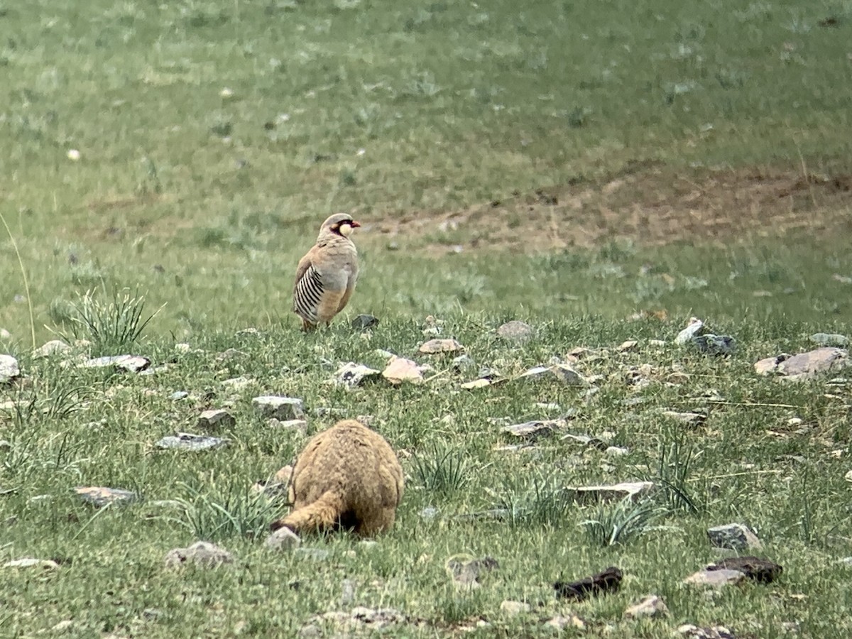 Przevalski's Partridge - ML638053827