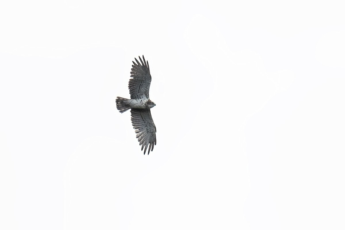 Short-toed Snake-Eagle - ML638053831