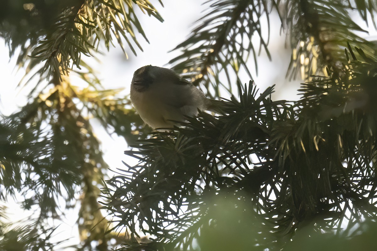 Goldcrest - ML638053841