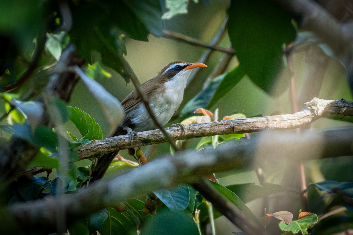 Red-billed Scimitar-Babbler - ML638053853