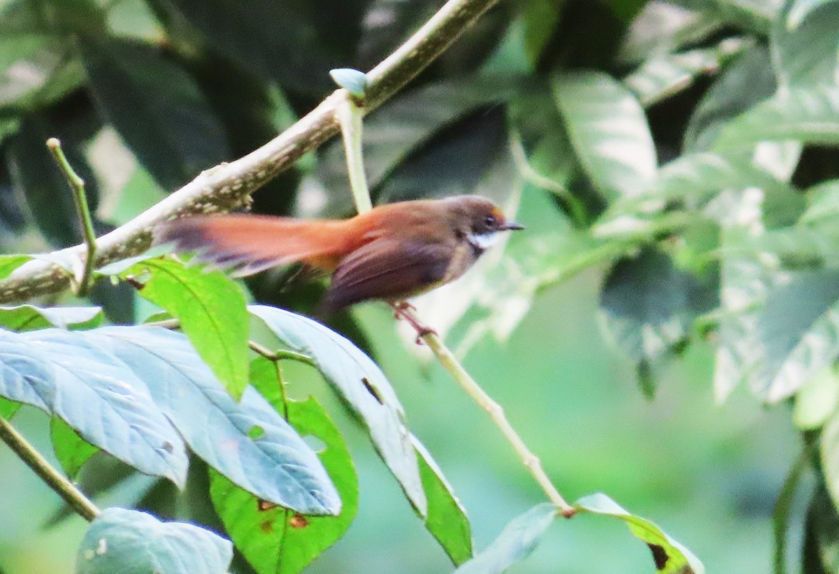 Sulawesi Fantail - ML638053857