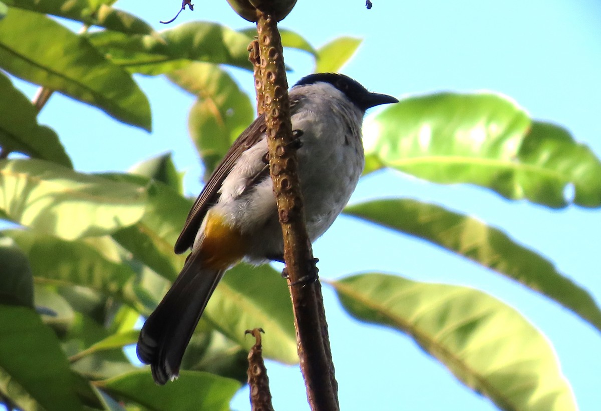 Sooty-headed Bulbul - ML638053858