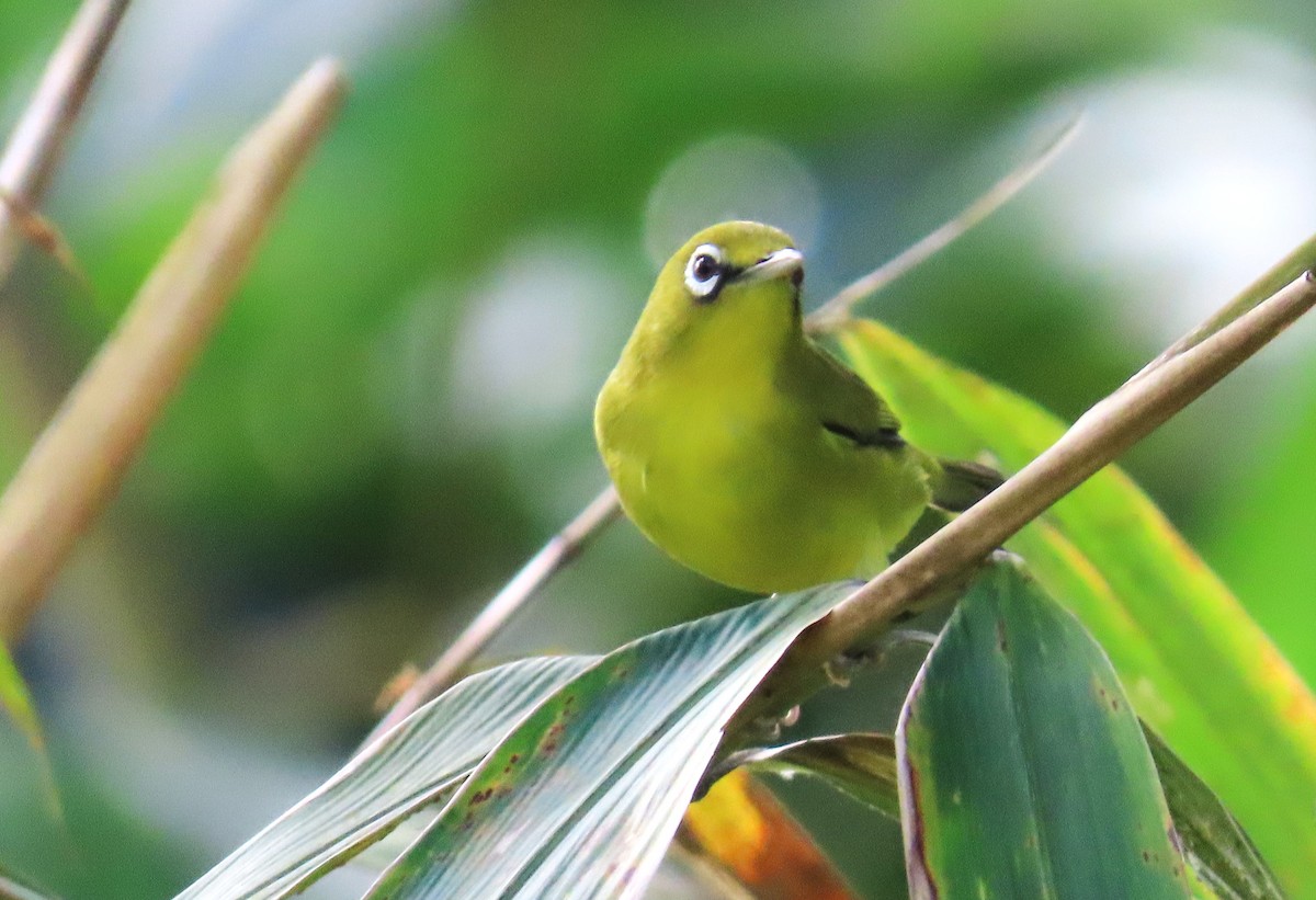 Lemon-bellied White-eye - ML638053879