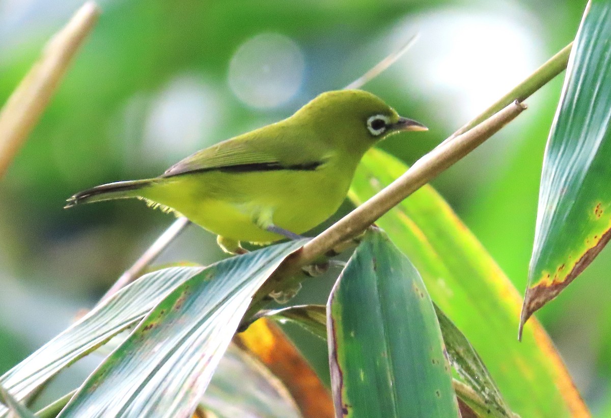 Lemon-bellied White-eye - ML638053880
