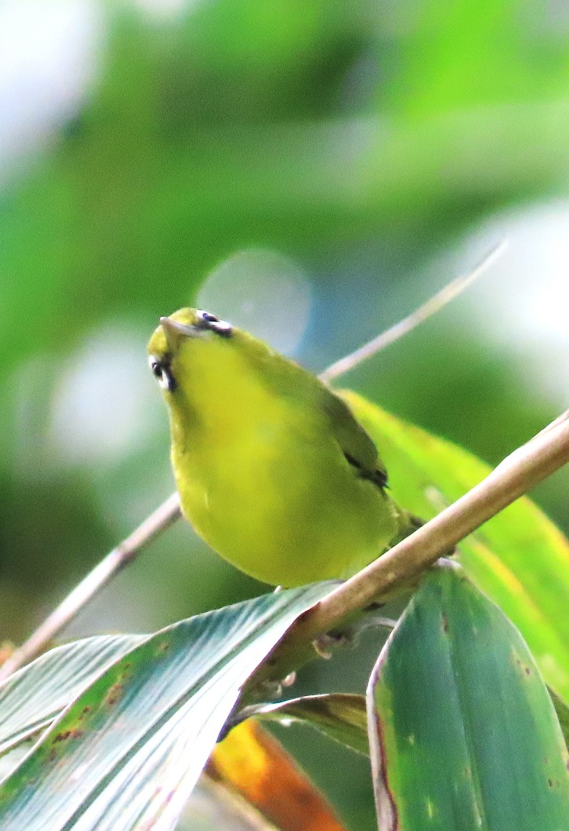 Lemon-bellied White-eye - ML638053881