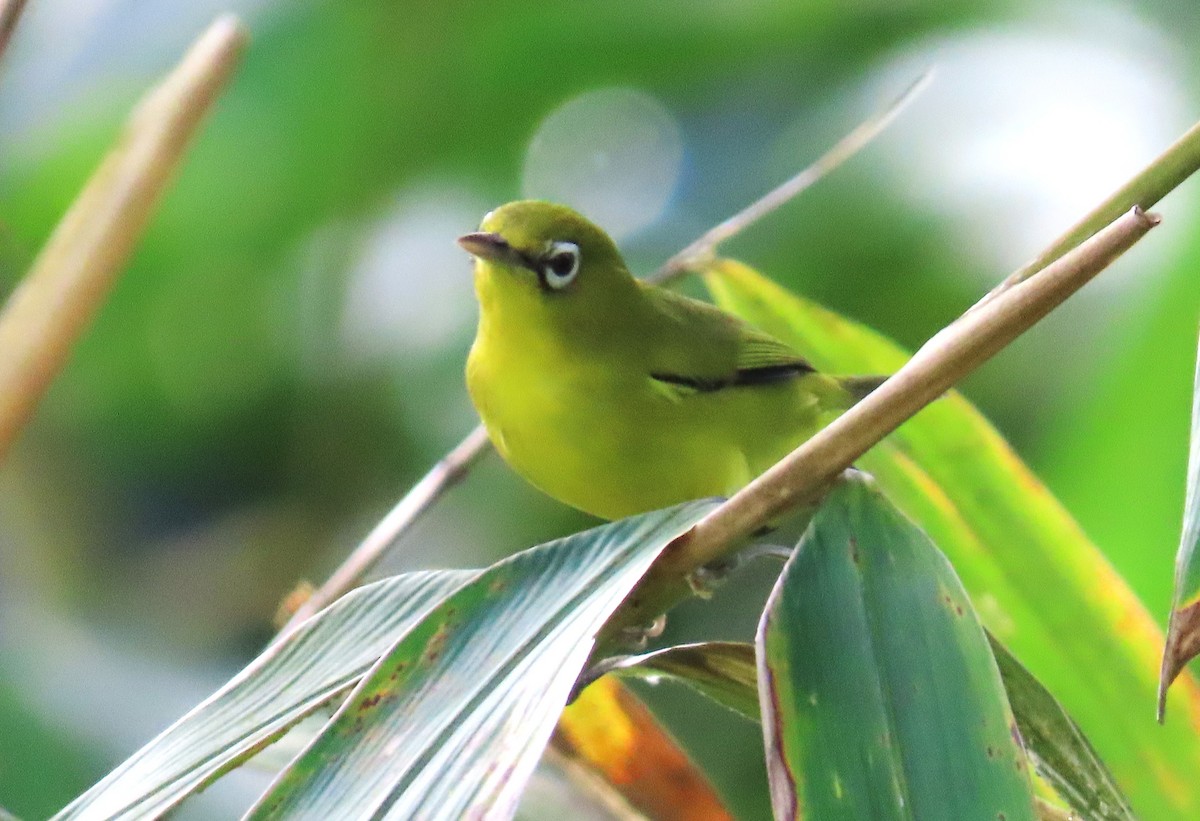 Lemon-bellied White-eye - ML638053882