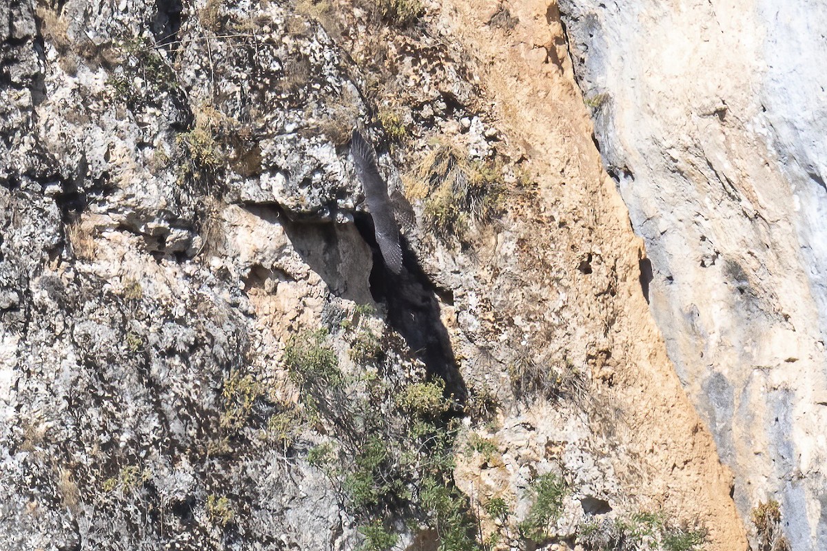 Peregrine Falcon - ML638053883