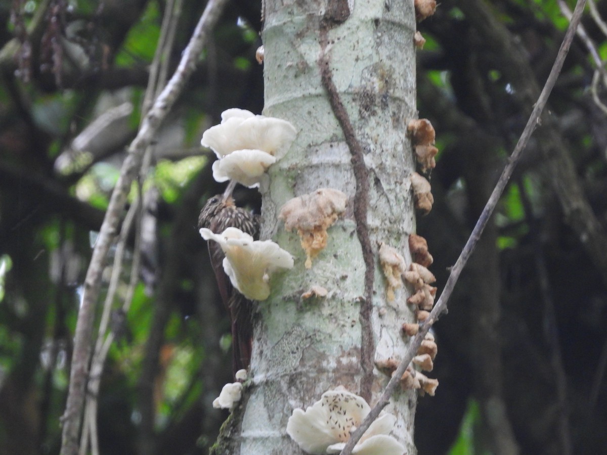Streak-headed Woodcreeper - ML638053893