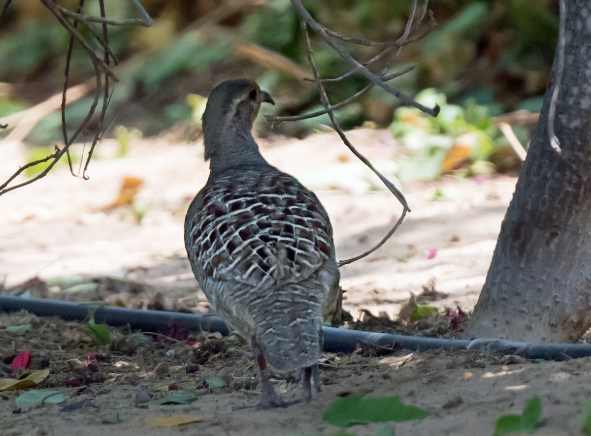 Gray Francolin - ML638053894