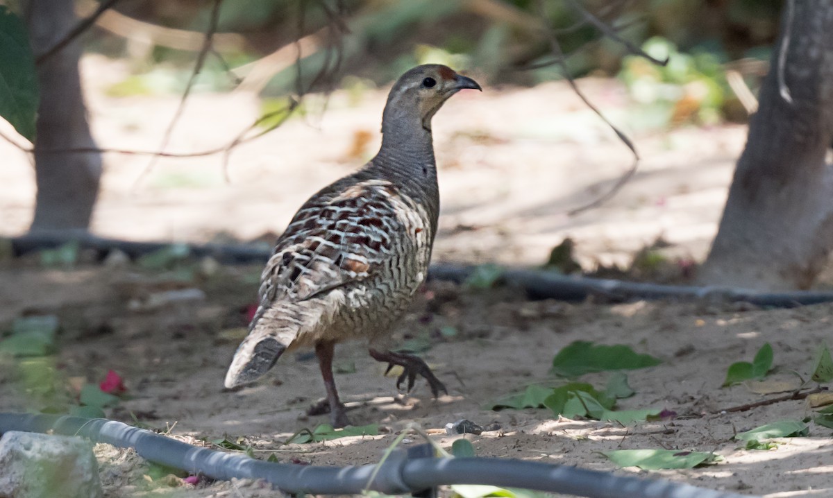 Gray Francolin - ML638053895