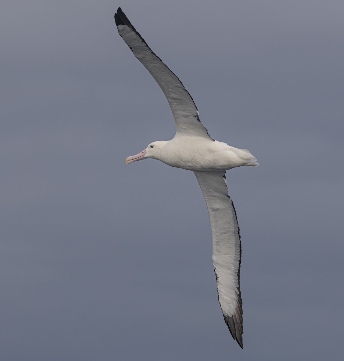 Southern Royal Albatross - ML638053900