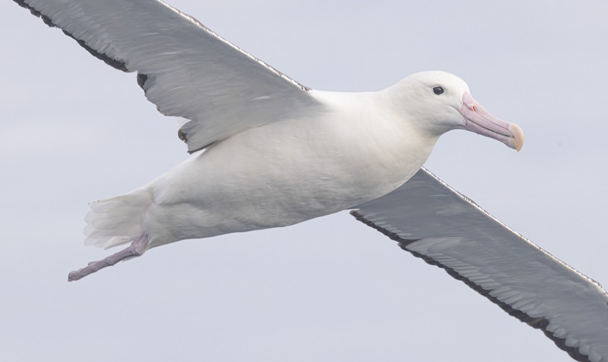 Southern Royal Albatross - ML638053903