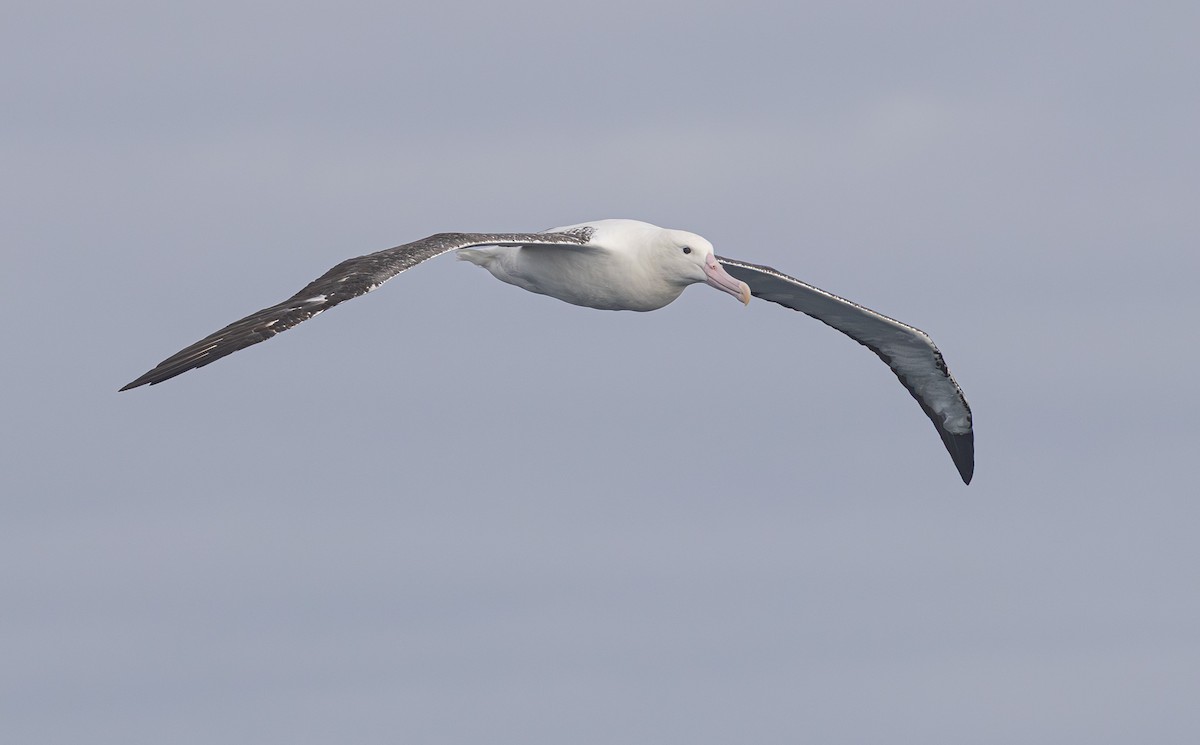 Southern Royal Albatross - ML638053906