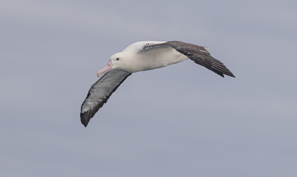 Southern Royal Albatross - ML638053908