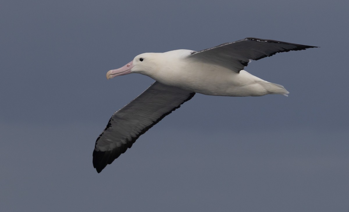Southern Royal Albatross - ML638053909
