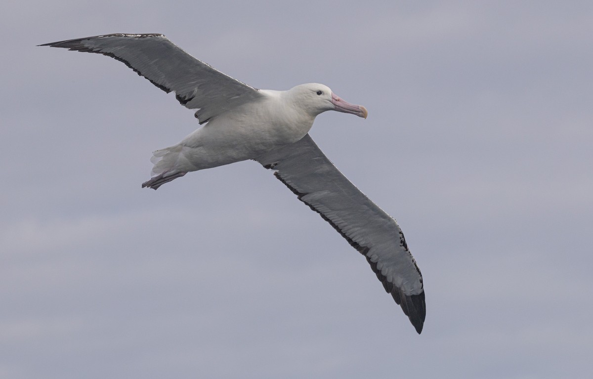 Southern Royal Albatross - ML638053911