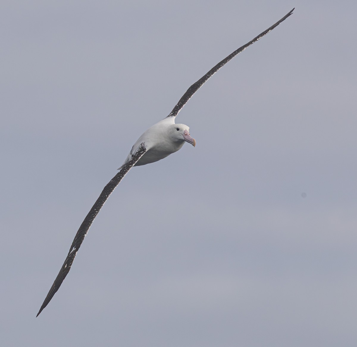 Southern Royal Albatross - ML638053912