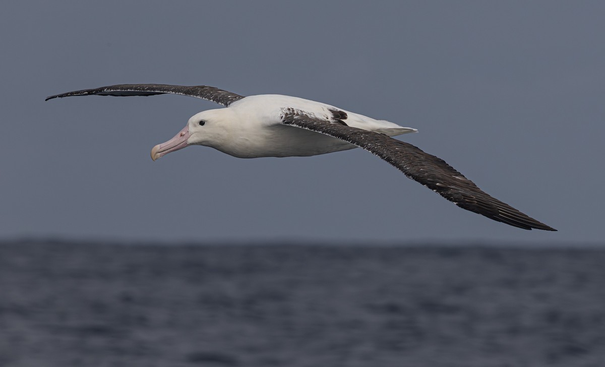 Southern Royal Albatross - ML638053914