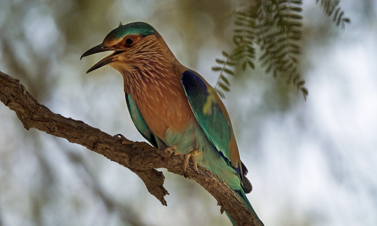 Indian Roller - ML638053918
