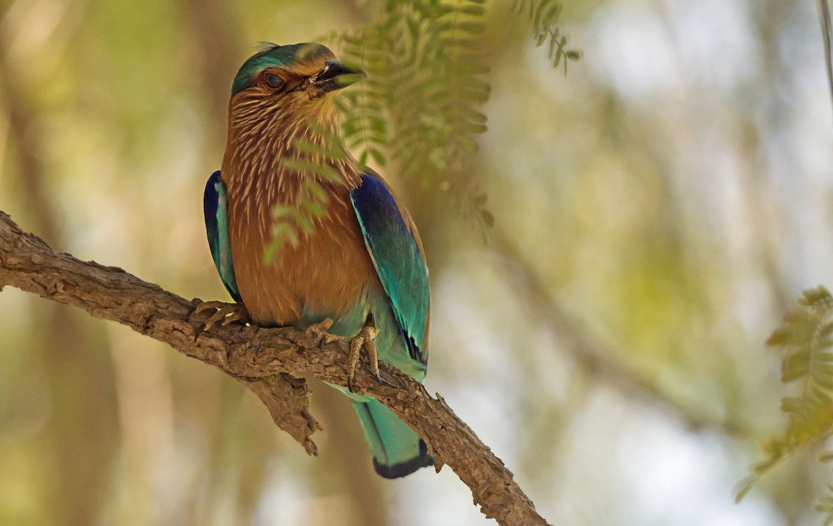 Indian Roller - ML638053919