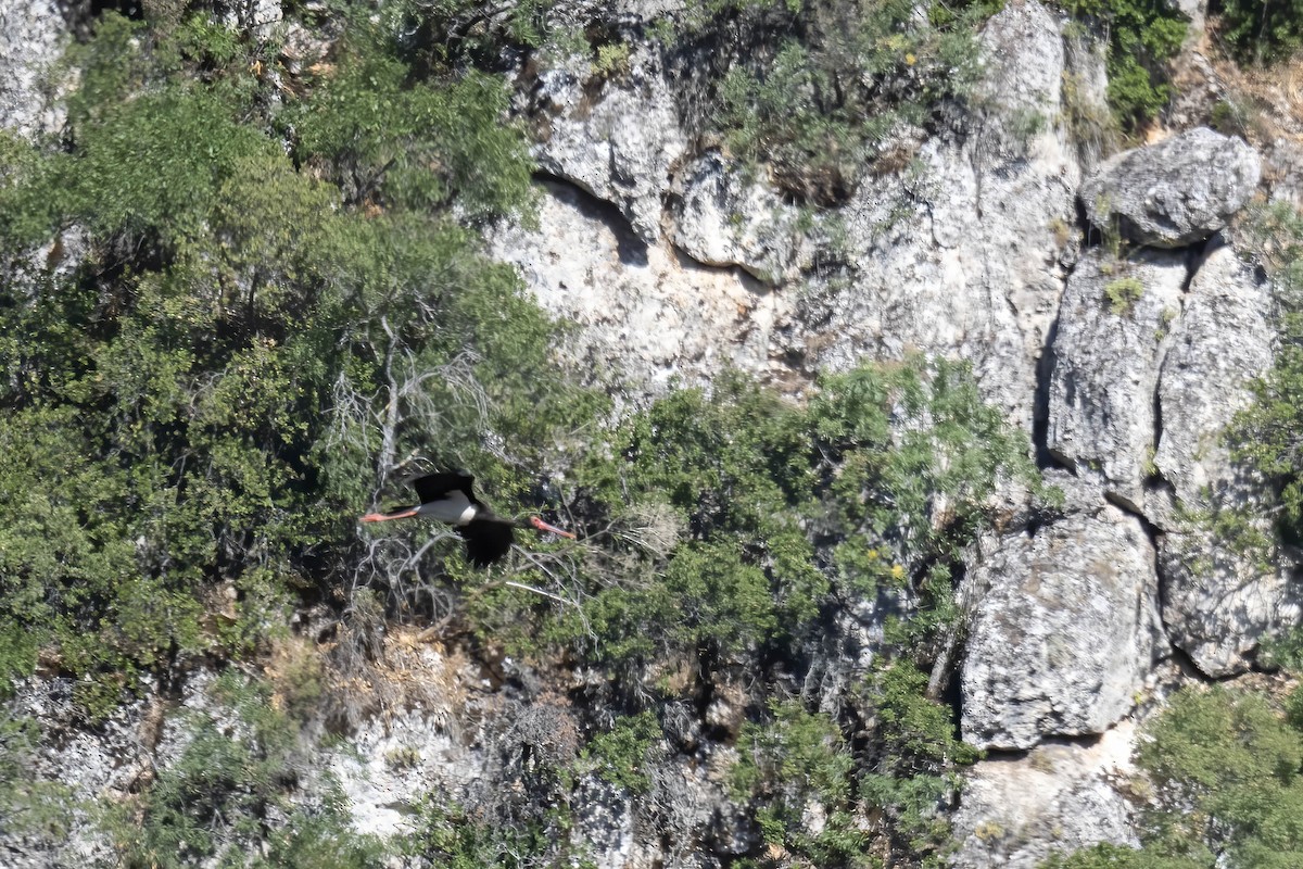 Black Stork - ML638053928